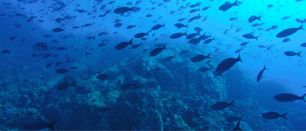 Image banc de poissons