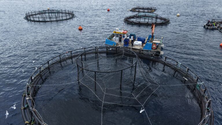 bassin pisciculture en pleine mer