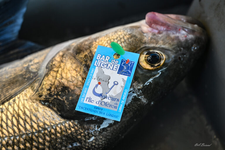 campagne attribution des licences de pêche au bar